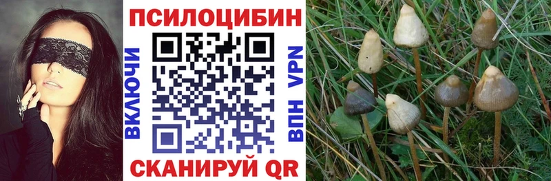 где купить Покровск MEGA как войти Галлюциногенные грибы прущие грибы
